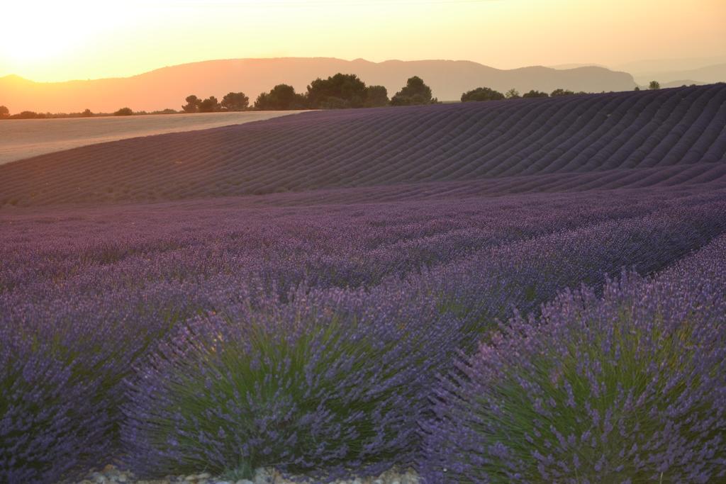 Les Terrasses De Valensole Bed and Breakfast Exteriör bild